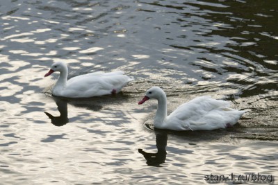 Лебеди на вечернем пруду